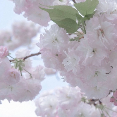 Furry数字绘画入门指南福瑞群